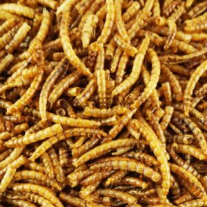 Gusano tenebrios deshidratados. 50% proteina bruta