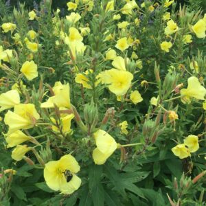 Bella de noche ( Onagra) Semillas para sembrar. Gratis