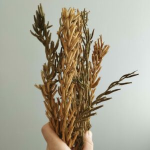 Espigas de bella de noche.  Gratis por compras Superiores a 60€