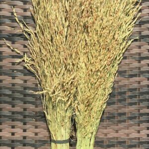 Espigas de Delicha.  250 gr. Semilla con multiples propiedades