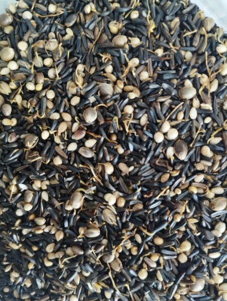 Semillas germinadas deshidratadas  "Alas Blancas" . Dival Hoyo. 24 % proteina - Imagen 2