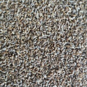 Semillas de Perejil. Con multiples propiedades beneficiosas para los pajaros