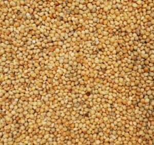 Mijo amarillo. Ideal para periquitos, diamantes de gould,agapornis, ninfas y pequeñas cotorras