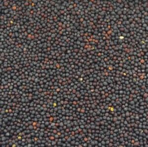 Nabina roja. Ideal para modular y dar tono al canto de los pajaros