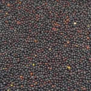 Nabina roja. Ideal para modular y dar tono al canto de los pajaros