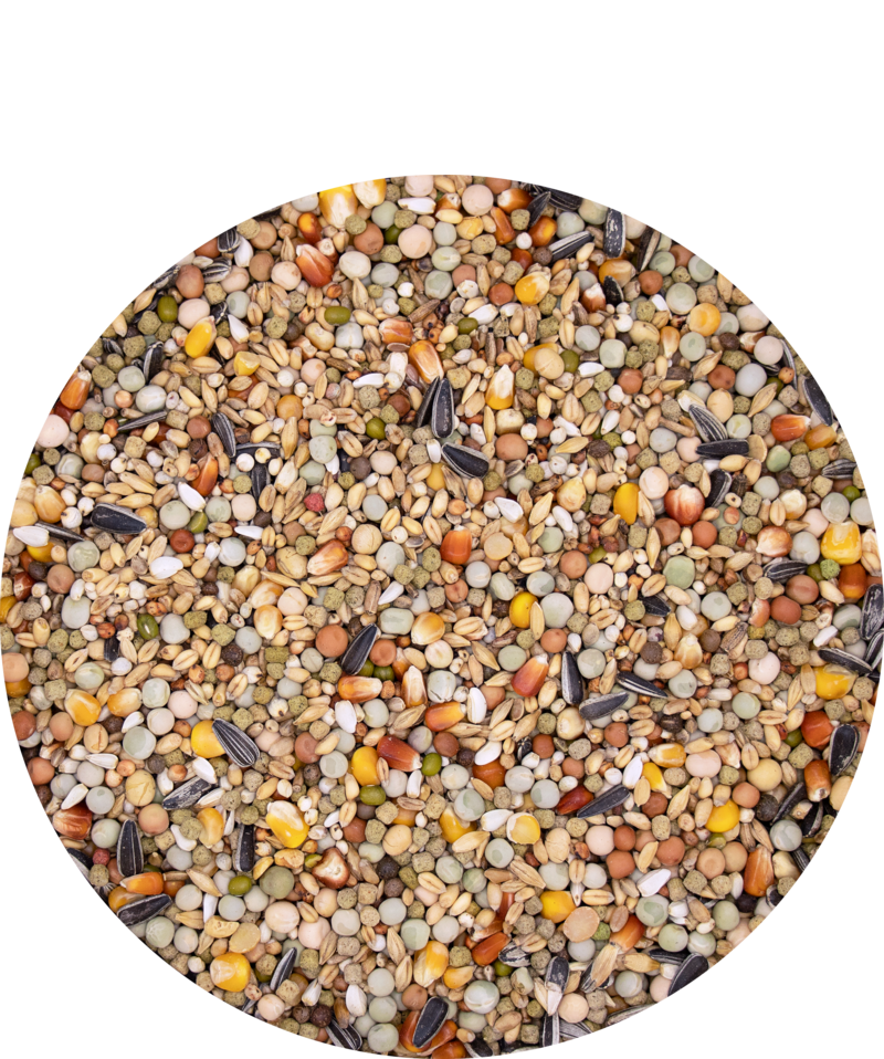 Mutine Plus. Versele Laga. Mixtura para palomas mensajeras indicado para la muda - Imagen 2