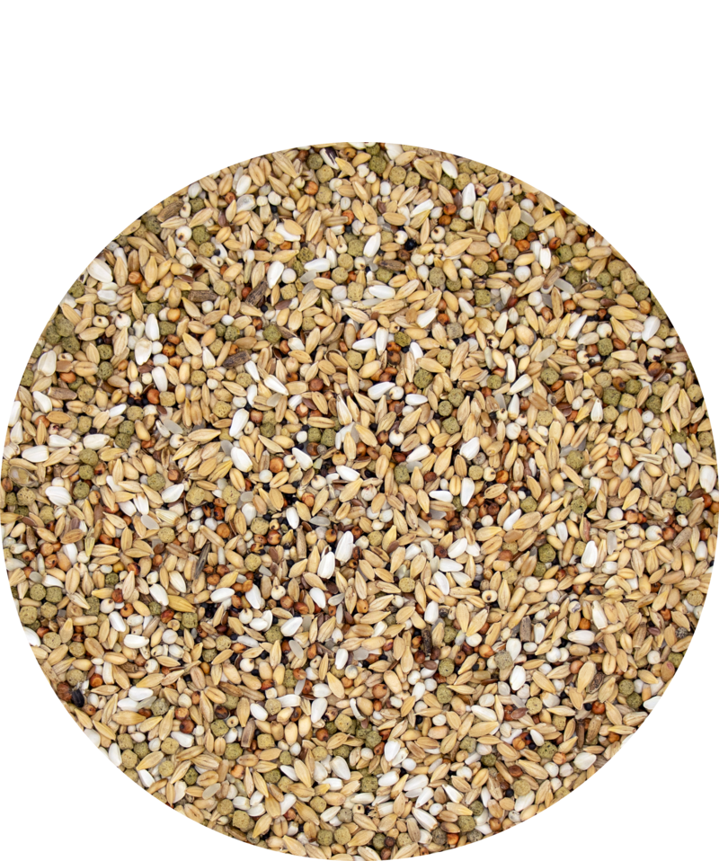 Depure Plus. Versele Laga. Mixtura para palomas mensajeras. Para periodo de reposo - Imagen 2