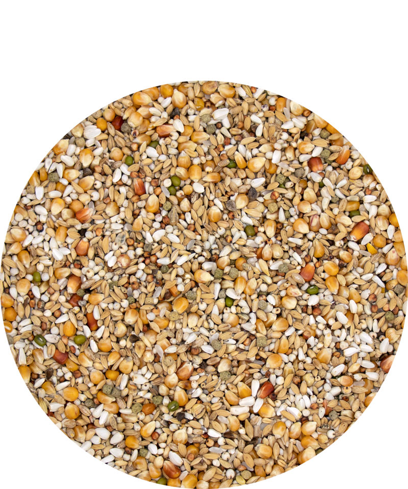 Gerry Plus. Versele Laga. Mixtura para palomas mensajeras con bajo % de proteinas - Imagen 2